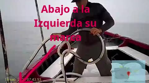 Ejemplo extracción mayorista de RexMar