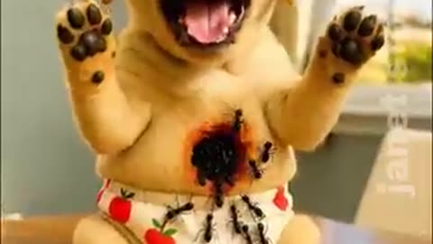 The cute dog ate ants along with the ice cream