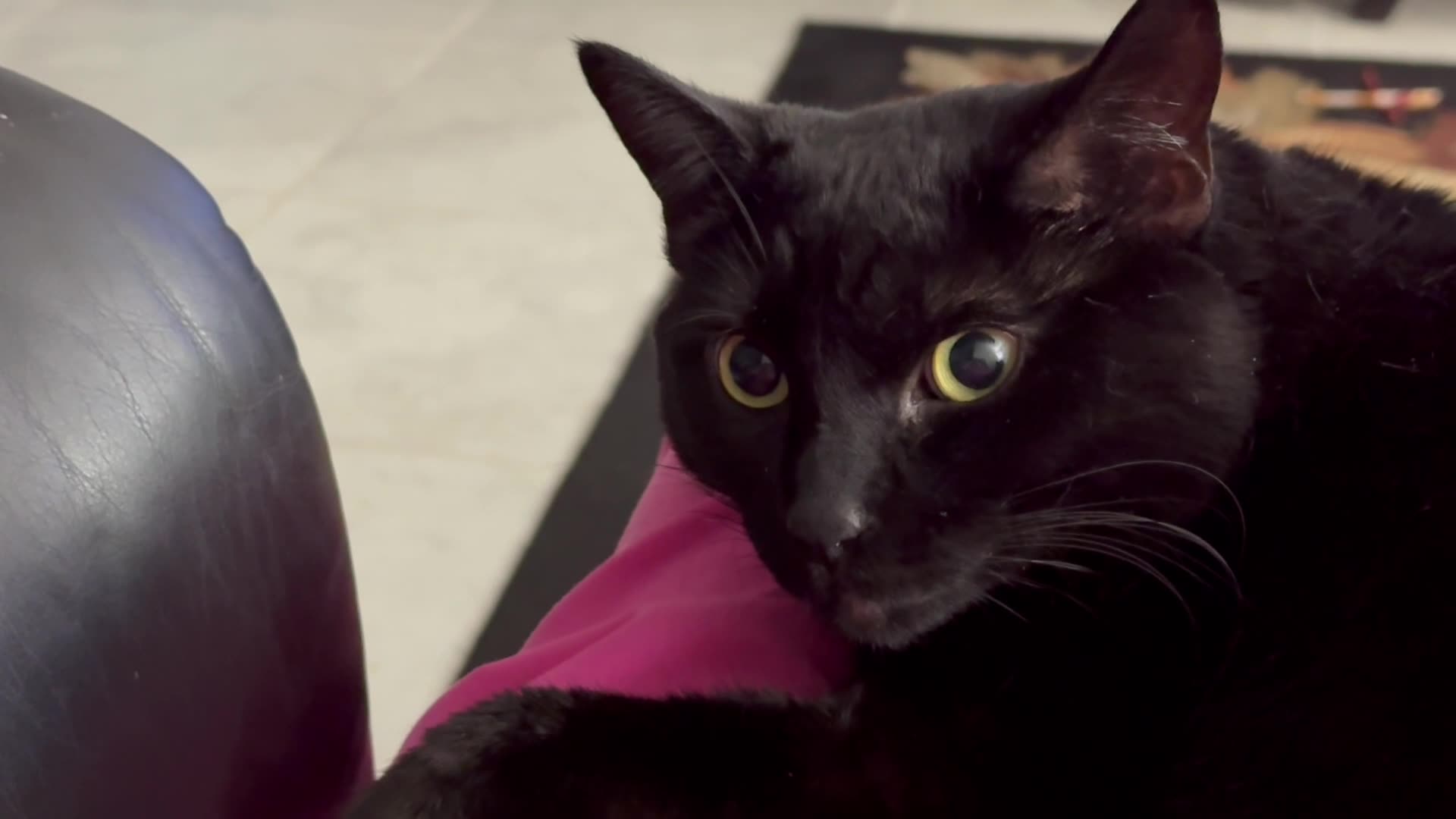 Cute Precious Piper is Within Easy Reach on My Lap - My Adopted Shelter Cat Vlog