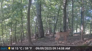 The Woods – 09/09/2025