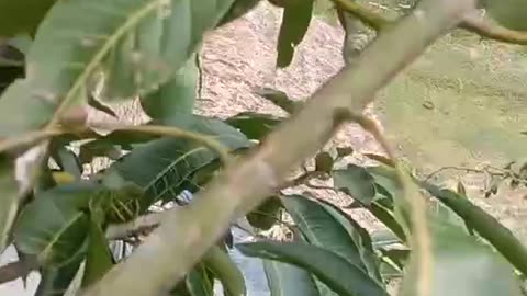 "Under the Mango Tree: A Moment of Sweetness"
