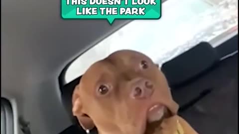 😱💔 Oh, The Betrayal! So Hilarious! | FunFM