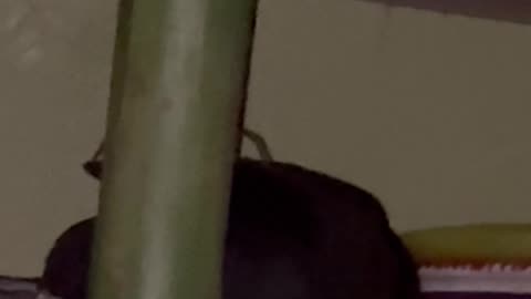Hawaiian Cane Spider Silently Creeps Through Bedroom