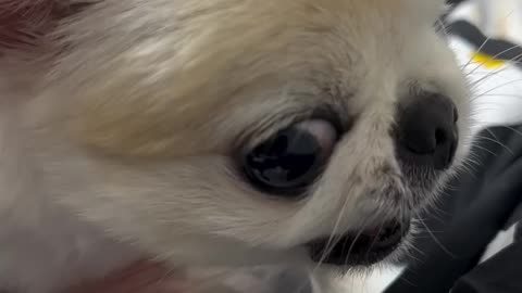 Don't touch my food! 🐶😤