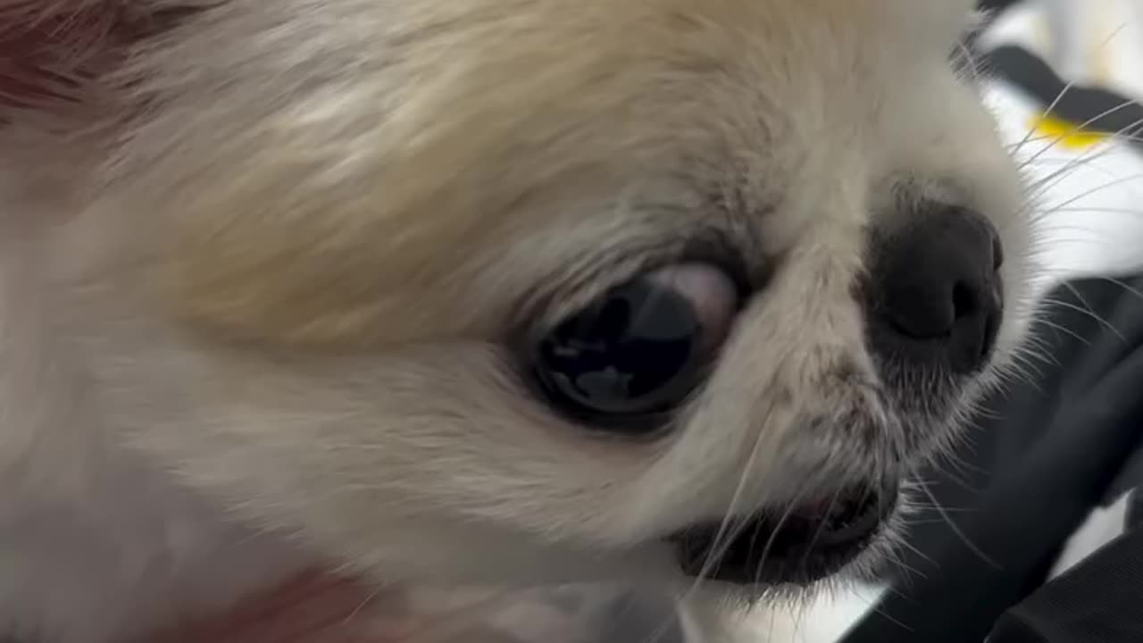 Don't touch my food! 🐶😤