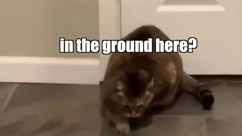 catnip is real!!!!!