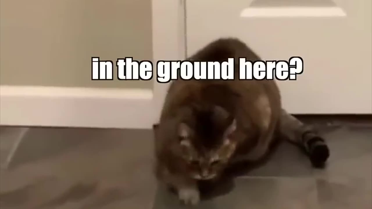 catnip is real!!!!!