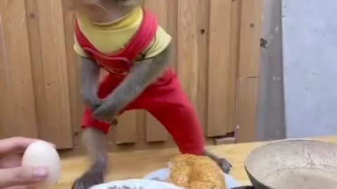 funnyy monkey