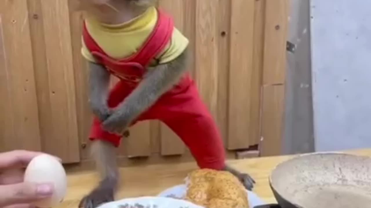 funnyy monkey