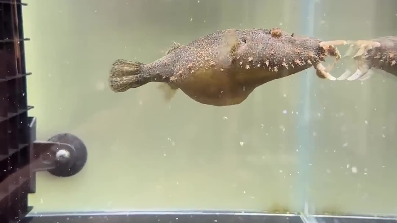 Unique world of fish 🐠🐟