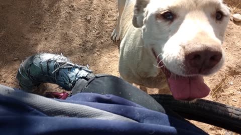 Choco fills my heart with happiness at the car repair shop_20251111_093558570