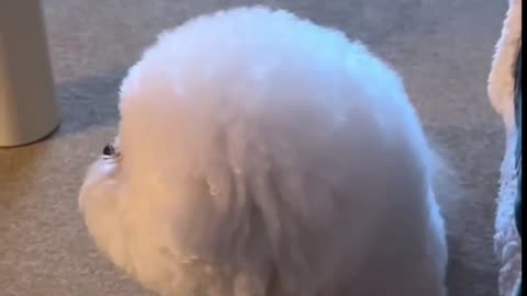 😂 Snack Negotiations Failed! He Resigned 😂 | FunFM