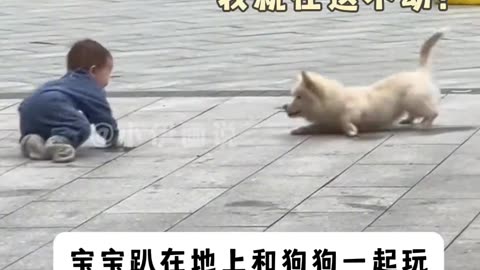 Adorable Moments: Puppy Playfully Teases Toddler in Heartwarming