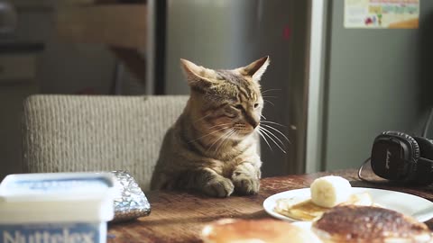 Cat at the breakfast table