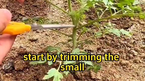 How and when to prune tomatoes 🍅