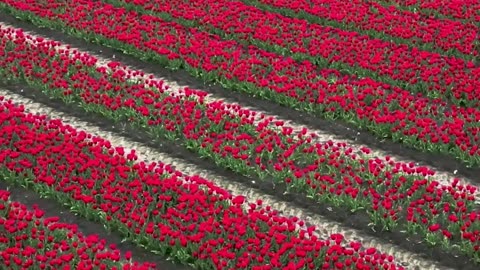The Tulips of Amsterdam!