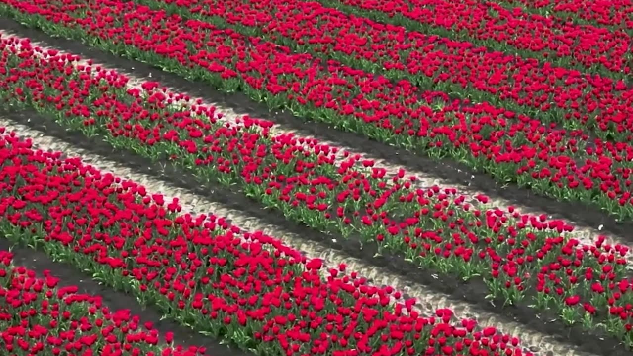 The Tulips of Amsterdam!
