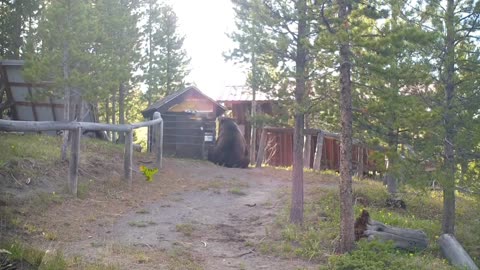 ENORMOUS Grizzly Bear spotted outside a cabin in Augusta, Montana