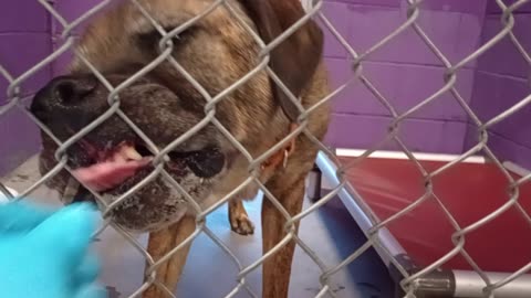 Ares 6y Pet Id 946774 kennel 33 cool looking doggie❤️ I love being with him HSSAZ shelter2025829540