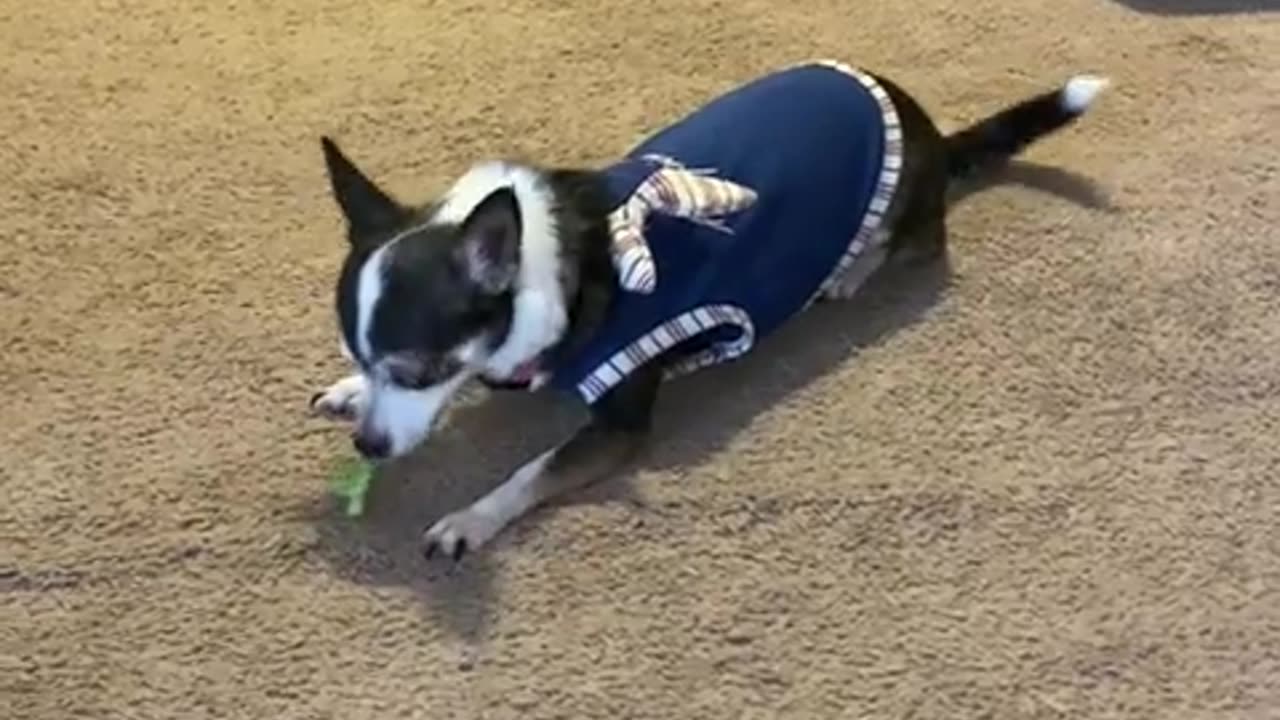 So refreshing…My little Broccoli Pup