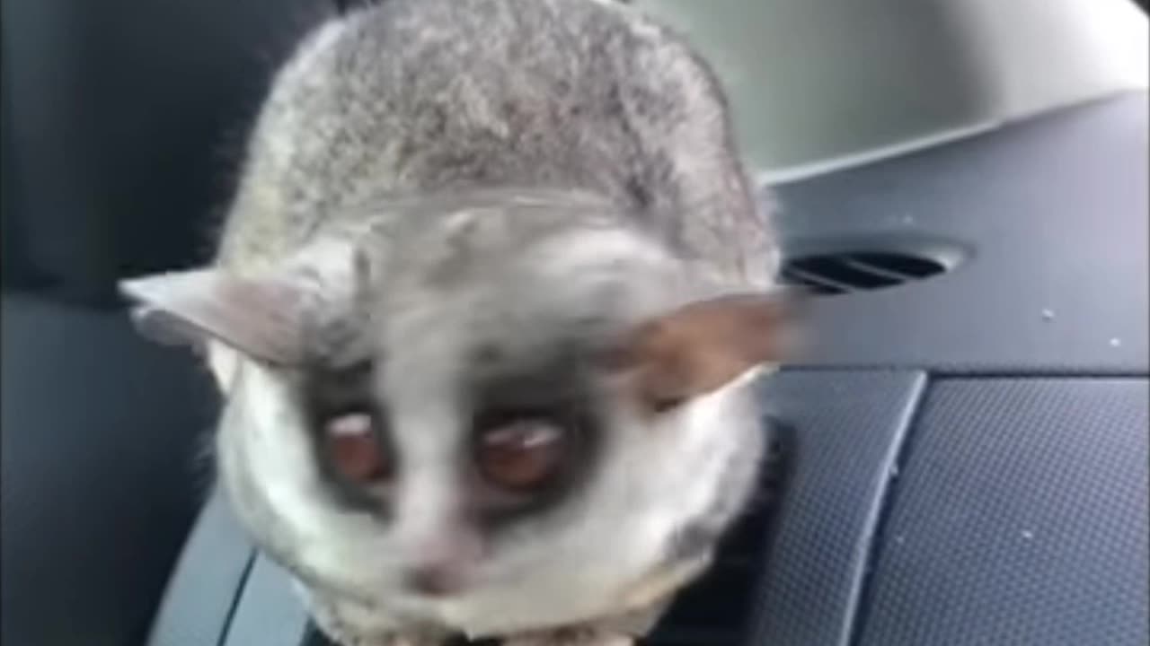 Very funny animal video viral