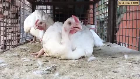Chicken rescue mission from the chicken shop