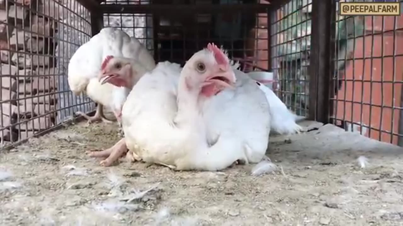 Chicken rescue mission from the chicken shop