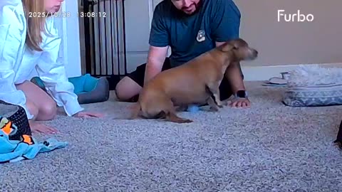 Dog Faints When Owners Come Home From Honeymoon