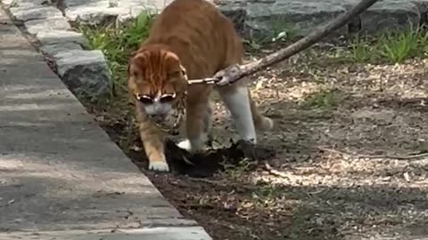 Little Kitty, Big Dawg