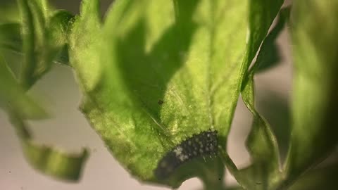 🧠✨ Watch a Black Swallowtail Butterfly Hatch from Its Egg! | FeedMyCuriosity