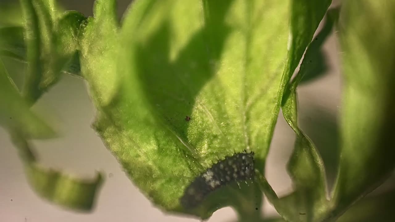 🧠✨ Watch a Black Swallowtail Butterfly Hatch from Its Egg! | FeedMyCuriosity
