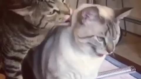 These funny animals ~ Inadequate Cat!