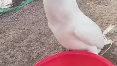 Two Fish