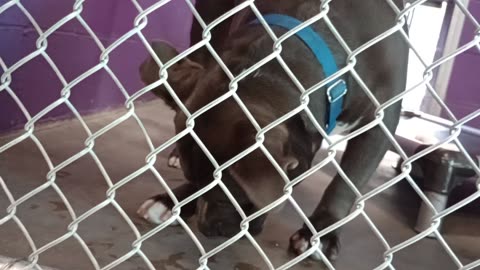 Potato 2y Pet Id 946743 kennel 22 HSSAZ shelter he's @HSSAZ thrift store social butterfly20250801204