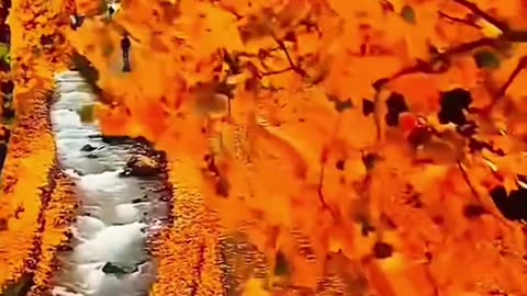 nature video