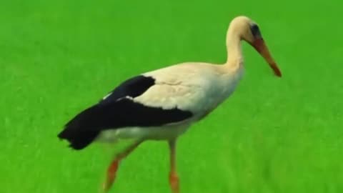 A Stork sits on the farmer´s roof. By Villagerobot