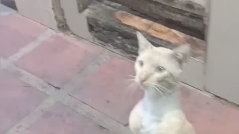 Monkey Vs snake real short viral video