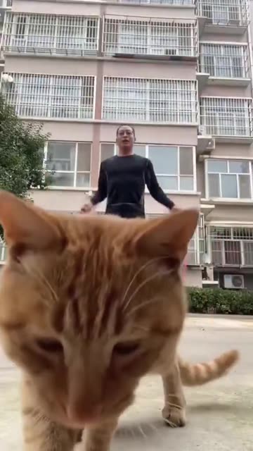 Linslus-katter! 😹