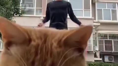 Linslus-katter! 😹