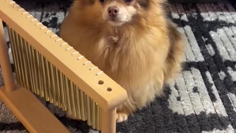 Pomeranian Plays Peaceful Chimes