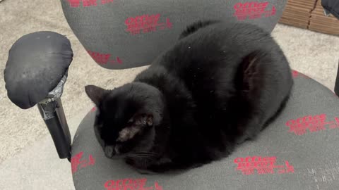 Cute Precious Piper Should Get a Gold Medal in the Loaf Olympics - My Adopted Shelter Cat Vlog