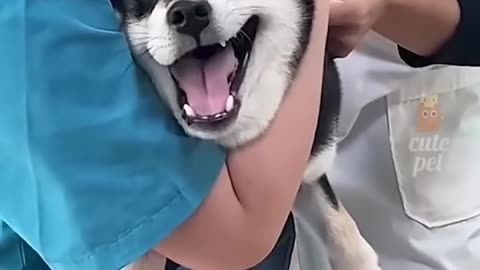 Funny Animals video