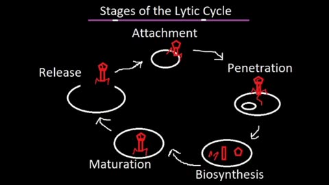 Stages of the Lytic Cycle, Explained