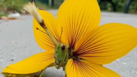 The Bug That Looks Like a Flower حشره‌ای که خودش رو شبیه گل کرده!