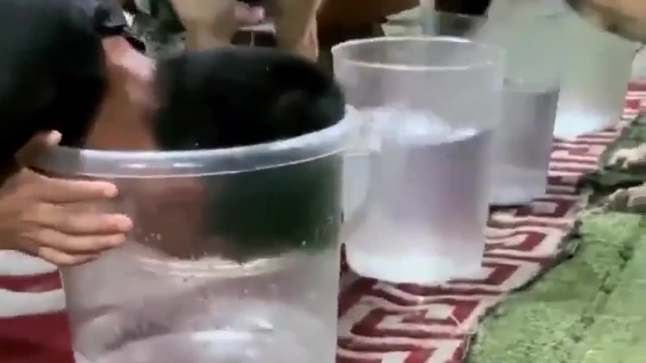 😮🐶 Belgian Malinois Dog Figures Out Hooman's Trick! | FeedMyCuriosity