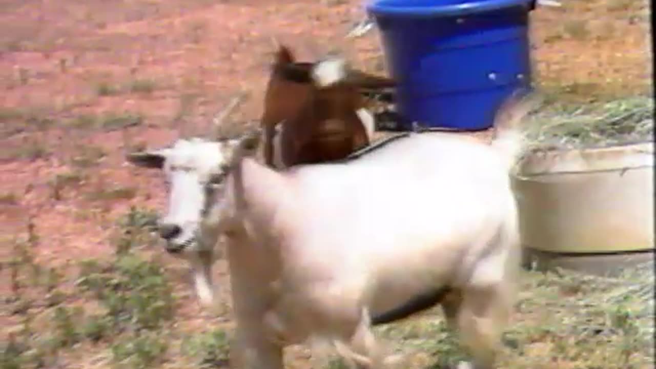 Beyond Bizarre Episode 2: Vampires and Other Pets