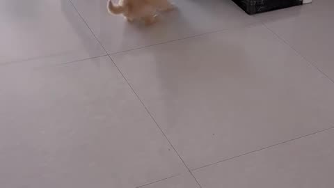 😍🐶 Cutest Wrestling Ever! | FunFM