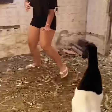 Funny Animals 🤣😂 #funnyanimals #animals #pets #shorts