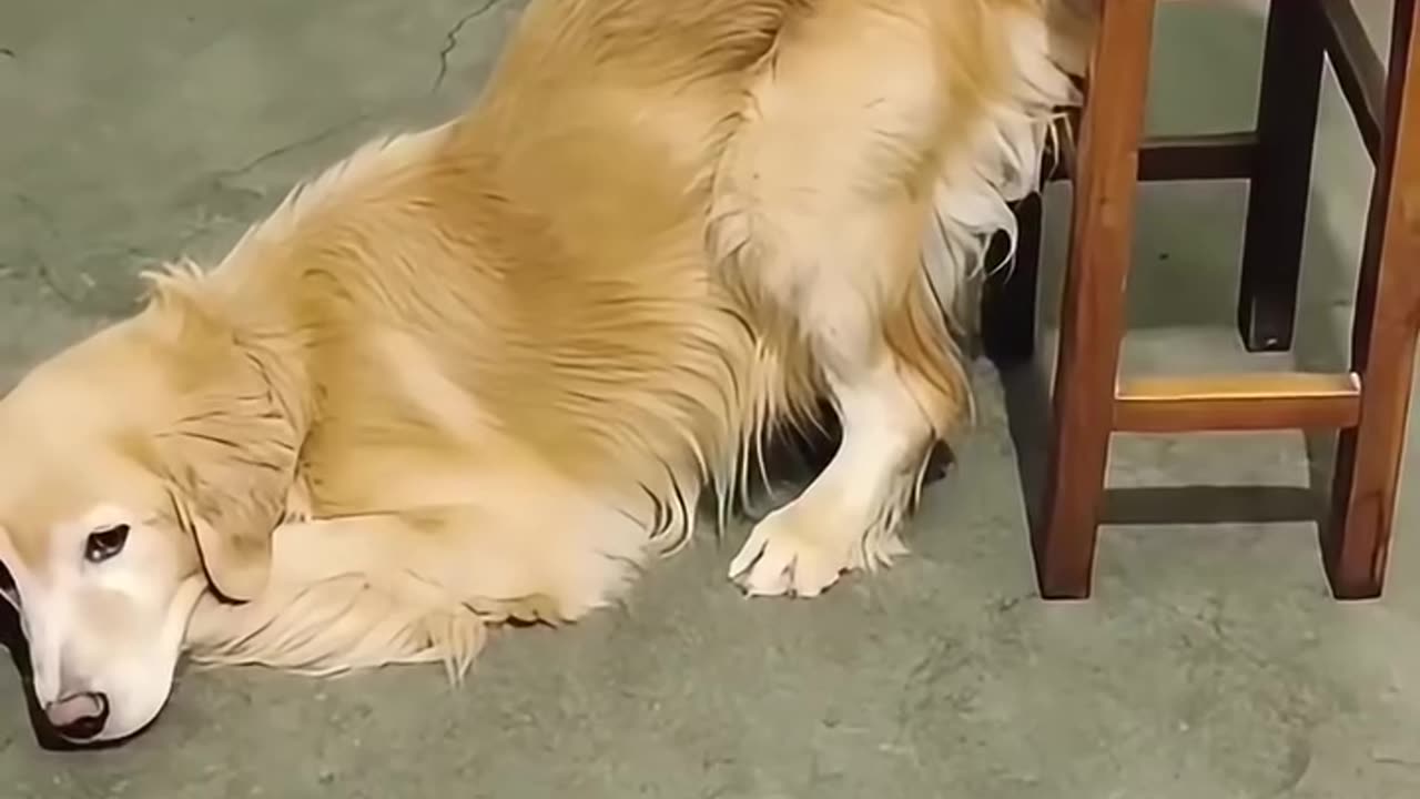 funny dogs