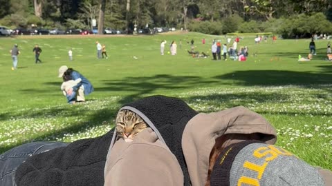 Cat Napping in a Sweater